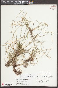 Kyllinga pumila image