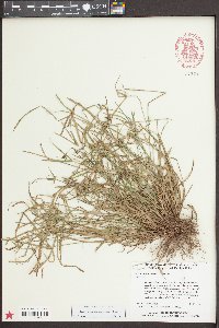 Kyllinga pumila image