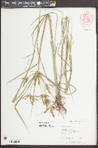 Cyperus iria image