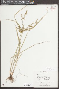 Cyperus iria image