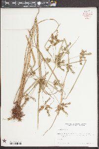 Cyperus iria image