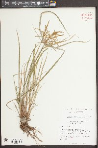 Cyperus iria image