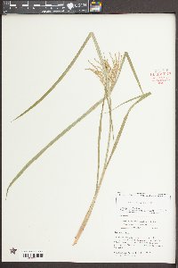 Cyperus iria image