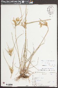 Cyperus iria image