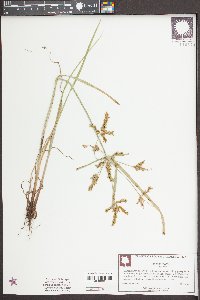 Cyperus iria image