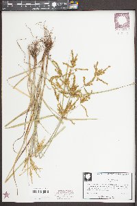 Cyperus iria image