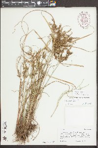 Cyperus iria image