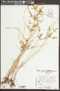 Cyperus iria image