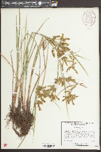 Cyperus iria image