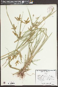 Cyperus iria image