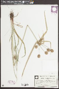 Cyperus lancastriensis image