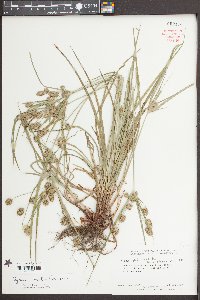 Cyperus ovatus image