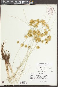 Cyperus oxylepis image