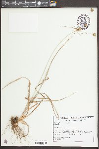 Cyperus plukenetii image