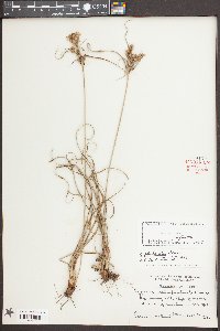 Cyperus plukenetii image