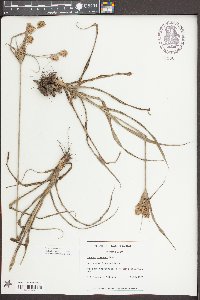 Cyperus plukenetii image