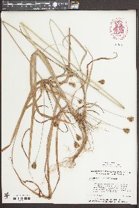 Cyperus plukenetii image