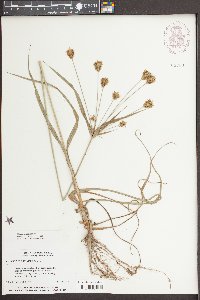 Cyperus plukenetii image