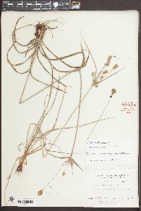 Cyperus plukenetii image