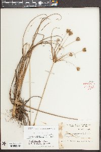 Cyperus plukenetii image