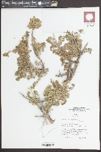 Picrothamnus desertorum image