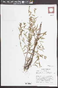 Ludwigia sphaerocarpa image