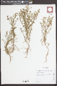 Lepidium ruderale image