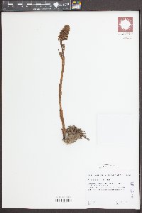 Neottia nidus-avis image