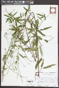 Desmodium strictum image