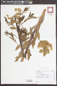 Euphorbia palustris image