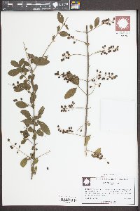 Ligustrum vulgare image