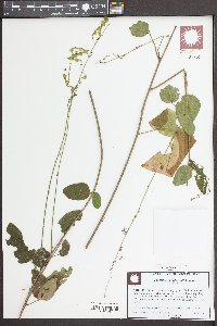 Desmodium fernaldii image