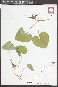 Asarum caudatum image