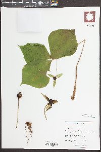 Trillium erectum image