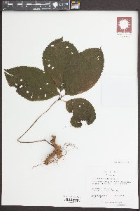 Collinsonia verticillata image