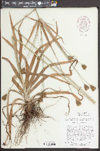 Cyperus plukenetii image