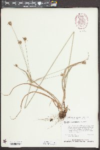 Cyperus plukenetii image