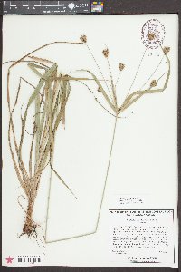 Cyperus plukenetii image