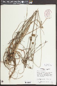Cyperus plukenetii image