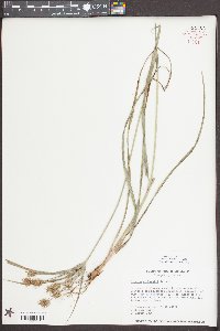 Cyperus plukenetii image