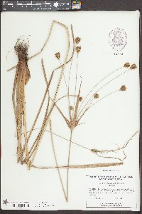 Cyperus plukenetii image