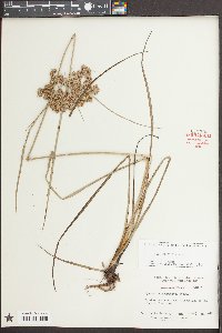 Cyperus pseudovegetus image