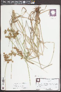 Cyperus pseudovegetus image