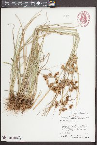 Cyperus pseudovegetus image