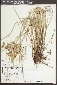Cyperus pseudovegetus image
