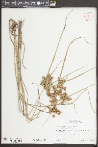Cyperus pseudovegetus image