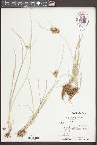 Cyperus pseudovegetus image