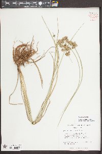 Cyperus pseudovegetus image