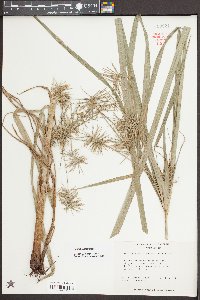 Cyperus refractus image