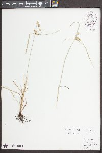 Cyperus retrorsus image